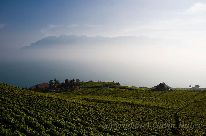 Vineyard and Lac Léman IMGP3425.jpg